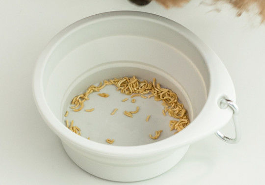 Piatti portatili del cane di viaggio della ciotola pieghevole dell'animale domestico arrotondati silicone